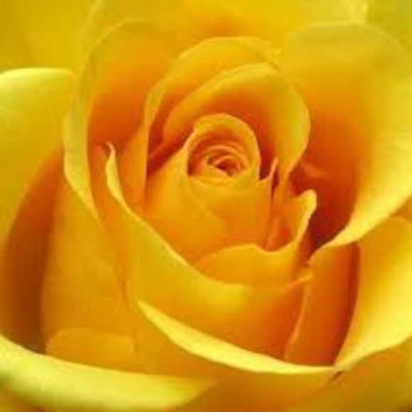 Meet your Posher, Amanda - Picture 1 of 1